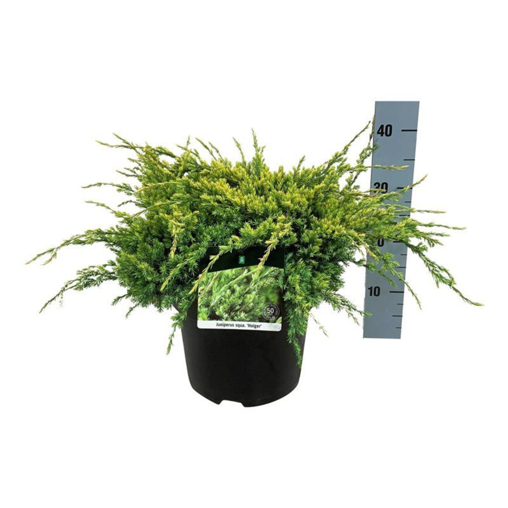 Juniperus sq. 'Holger'.