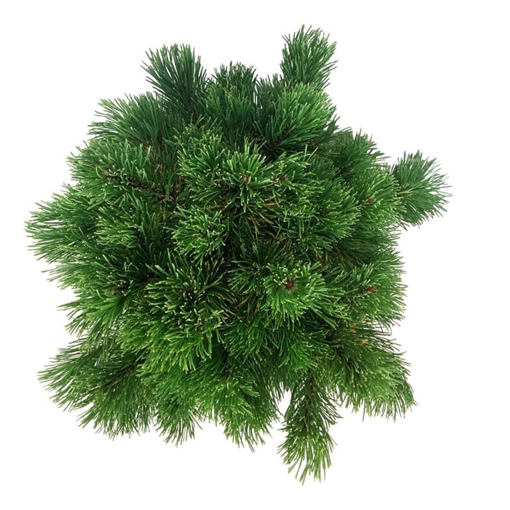 Pinus mugo 'Carsten's Wintergold'.