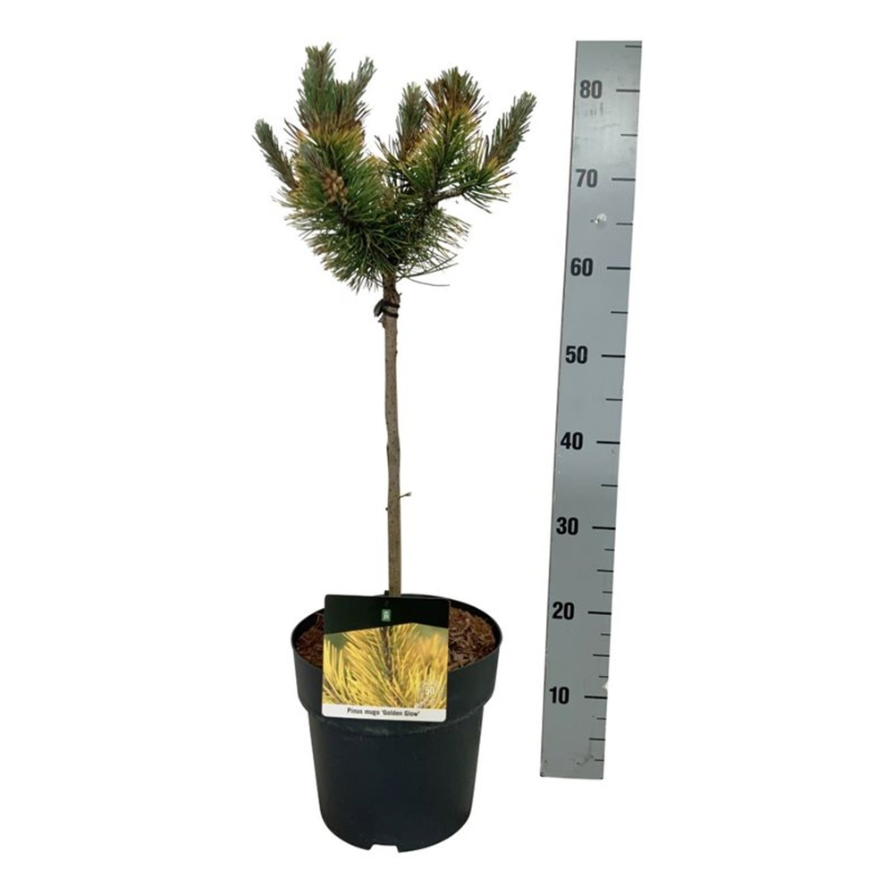 Pinus mugo 'Golden Glow'.