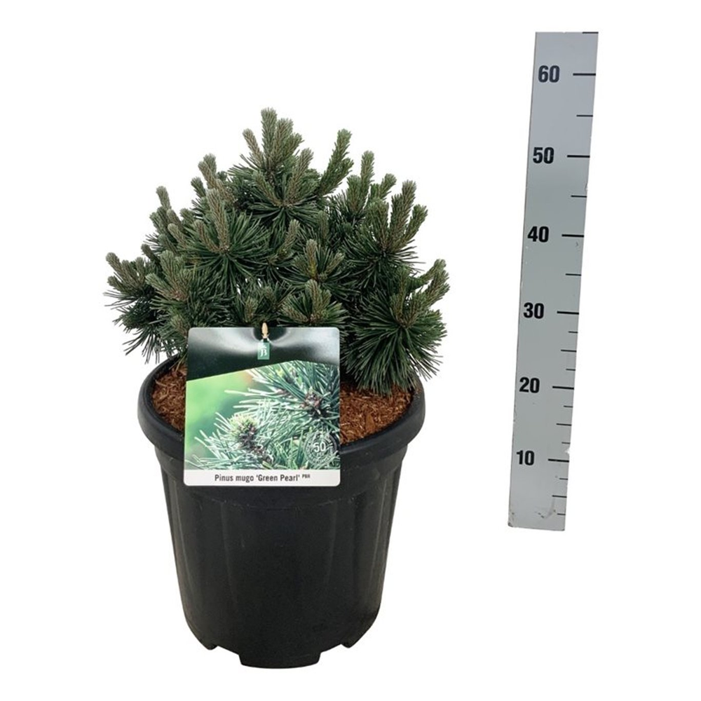 Pinus mugo 'Green Pearl'.
