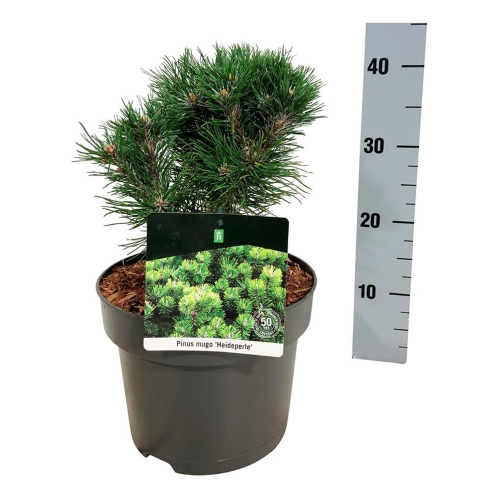 Pinus mugo 'Heideperle'.