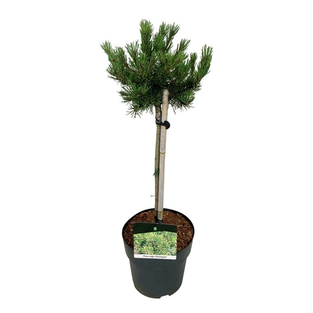 Pinus mugo 'Klostergrün'.