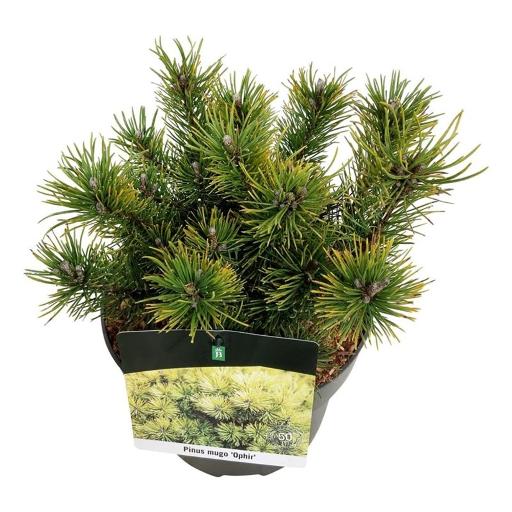 Pinus mugo 'Ophir'.
