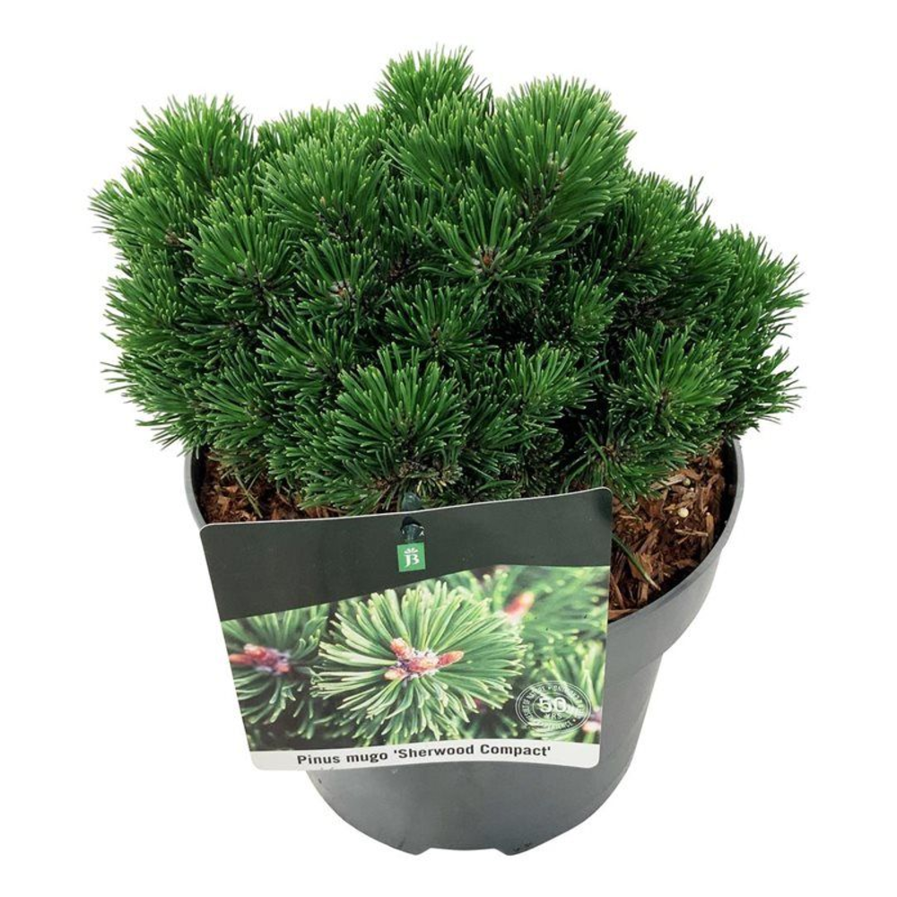Pinus mugo 'Sherwood Compact'.