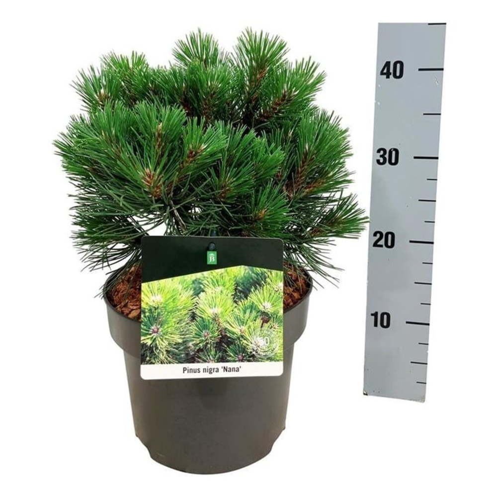 Pinus nigra 'Nana'.