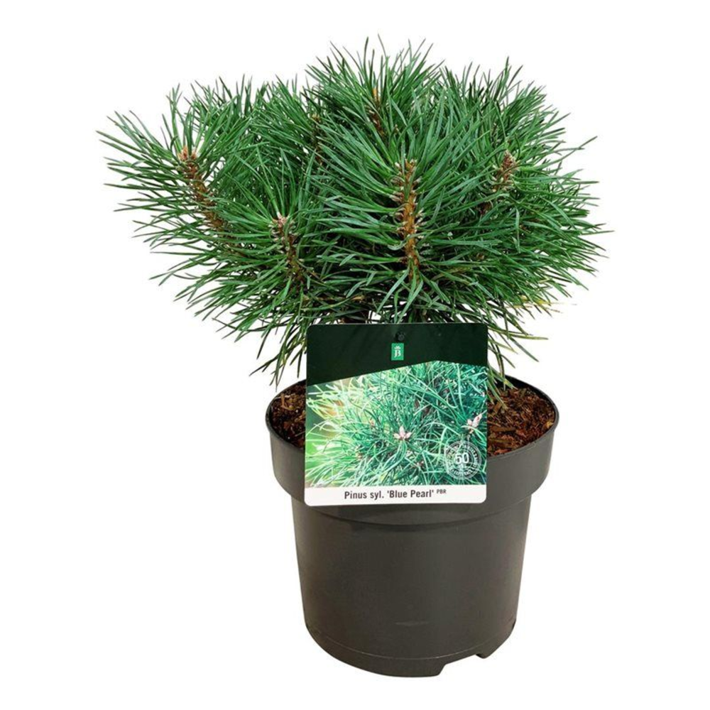Pinus sylv. 'Blue Pearl' ®.