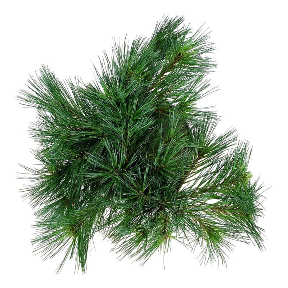 Pinus strobus 'Minima'.