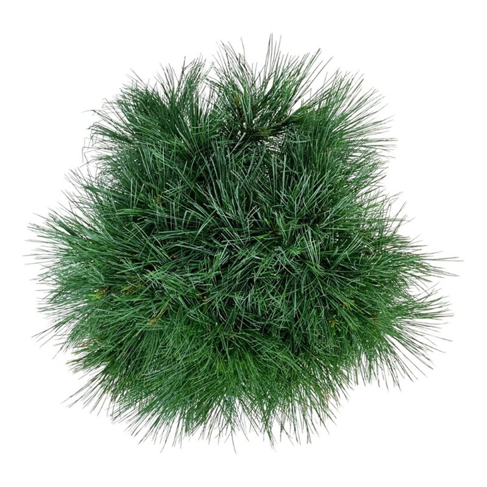 Pinus strobus 'Minima'.