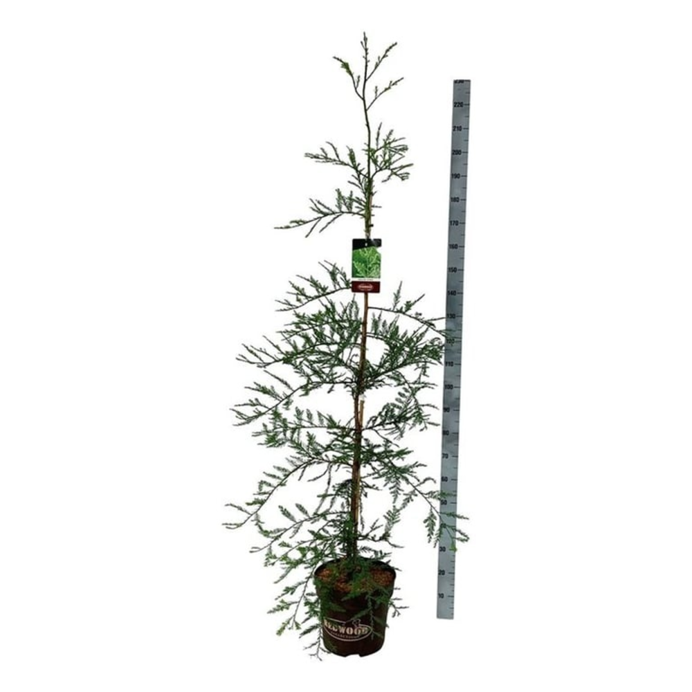 Sequoia s. 'Illa Martin'.