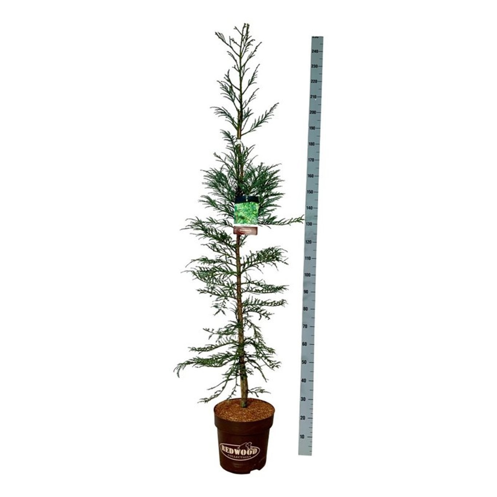 Sequoia sempervirens 'Xeno'.