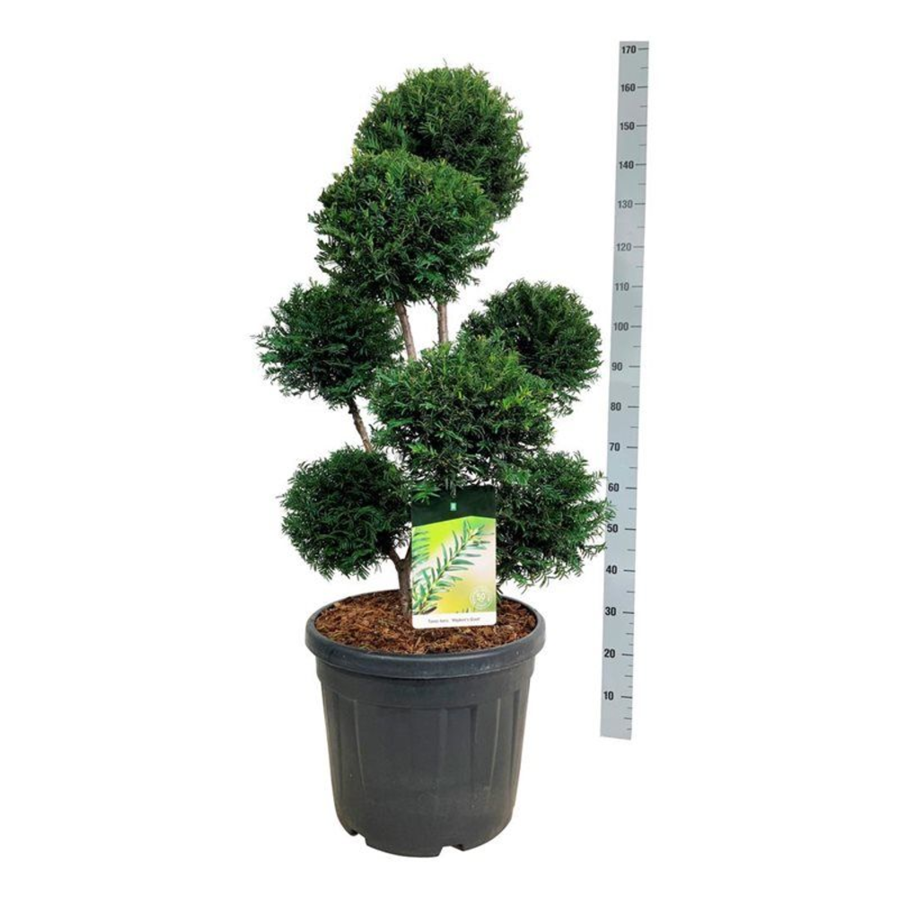 Taxus b. 'Höpken's Gigant'.