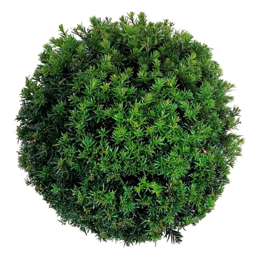 Taxus media 'Groenland'.