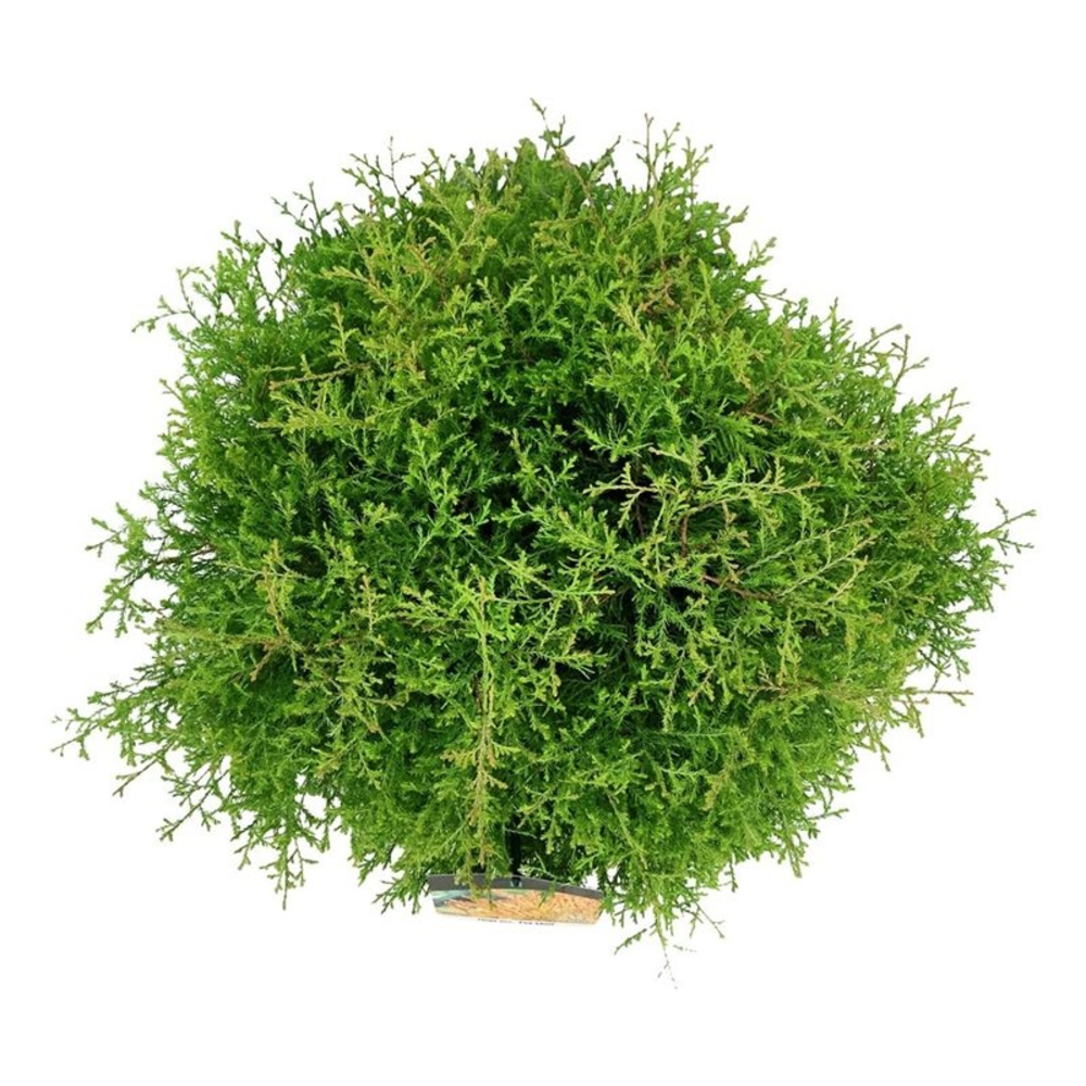 Thuja occ. 'Fire Chief'.