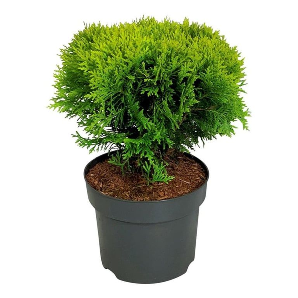 Thuja occ. 'Mirjam'.