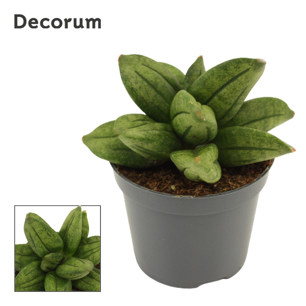 Sansevieria Pyramid Crown 6 cm (Decorum).