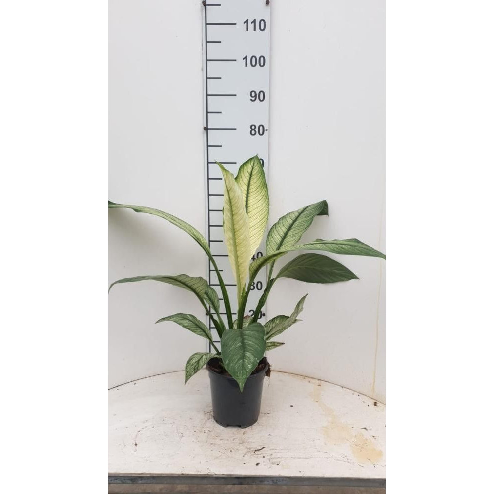 Spathiphyllum Sensation Variegato P17.