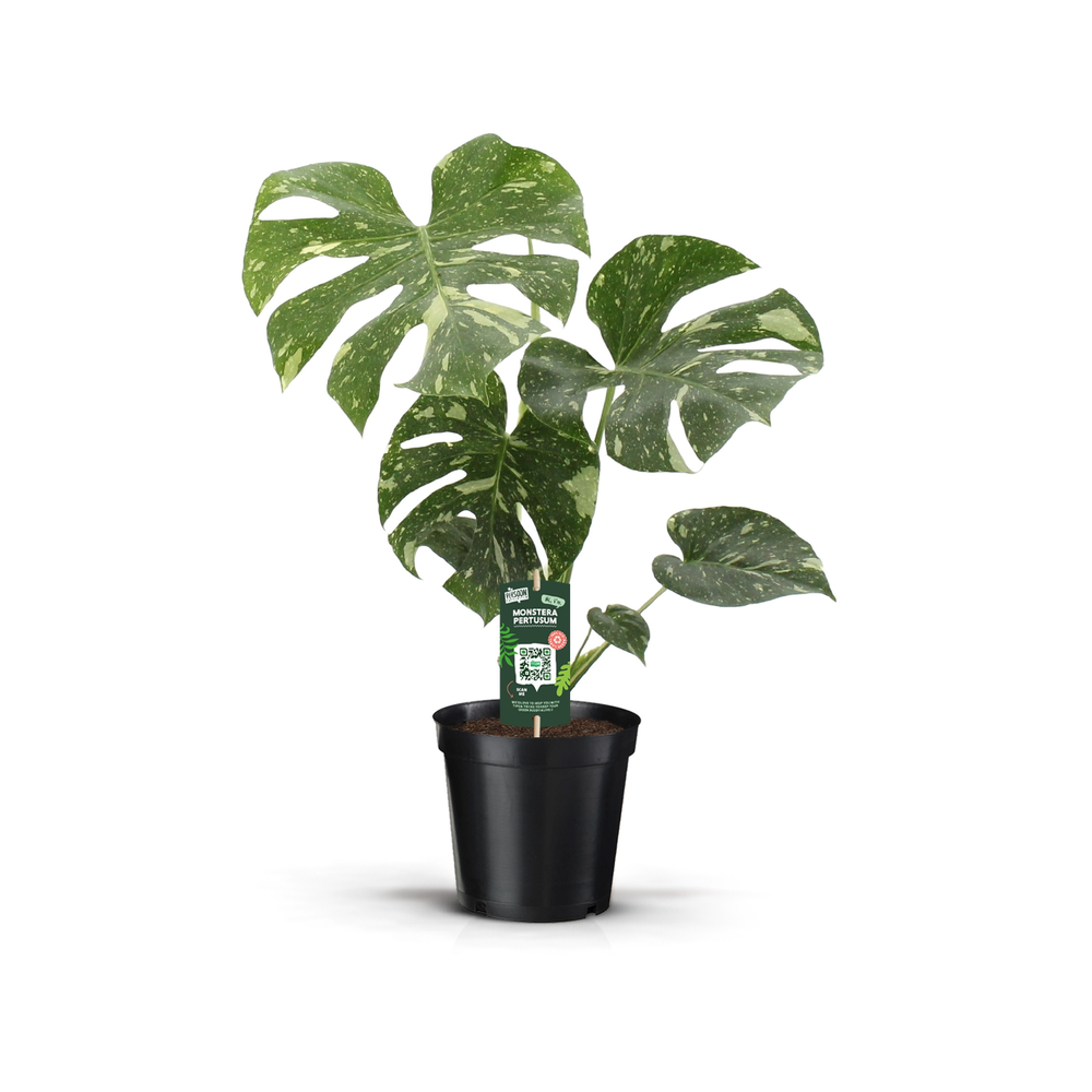 Monstera THAI CONSTELLATION.