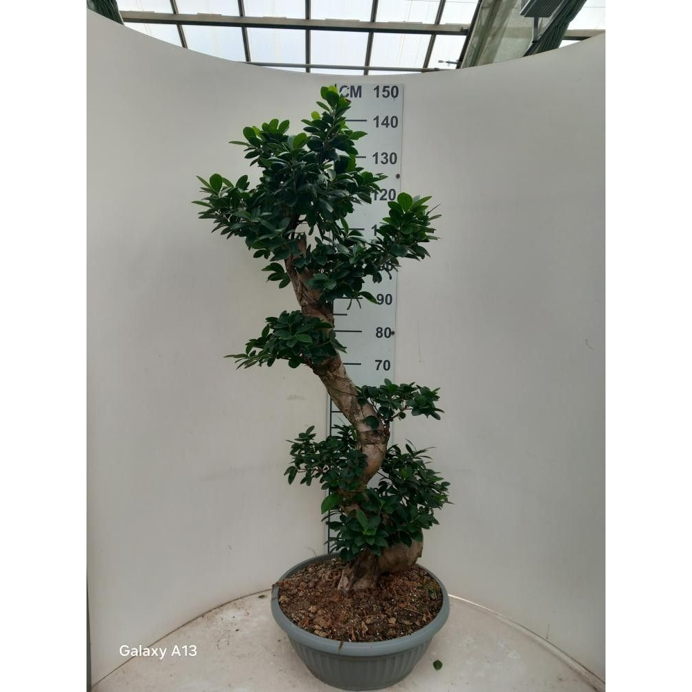 Ficus Ginseng S-Type P45.