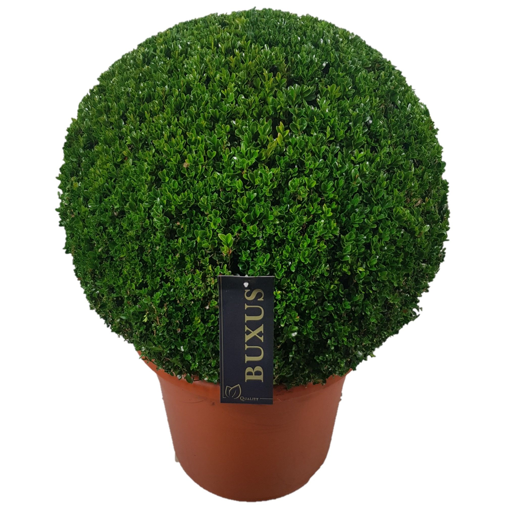 Buxus sempervirens Bol p42 (t) 60-65 ©.