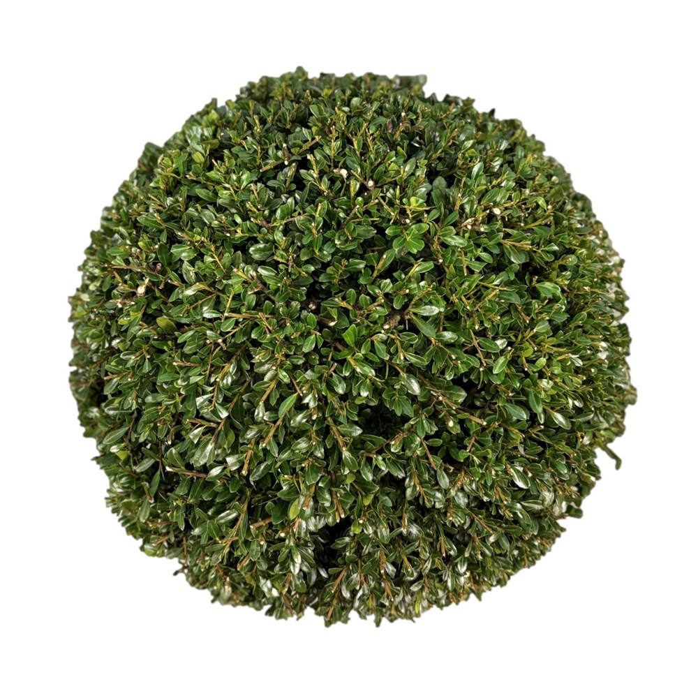 Ilex crenata 'Stokes Bol p26 (th) 35-40 ©.