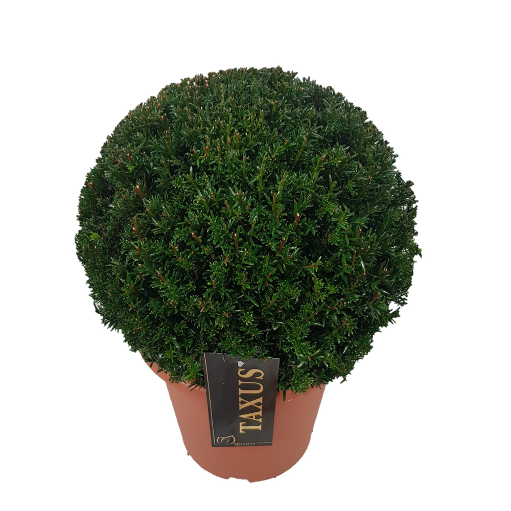Taxus baccata Bol p24 (th) 30-35 ©.