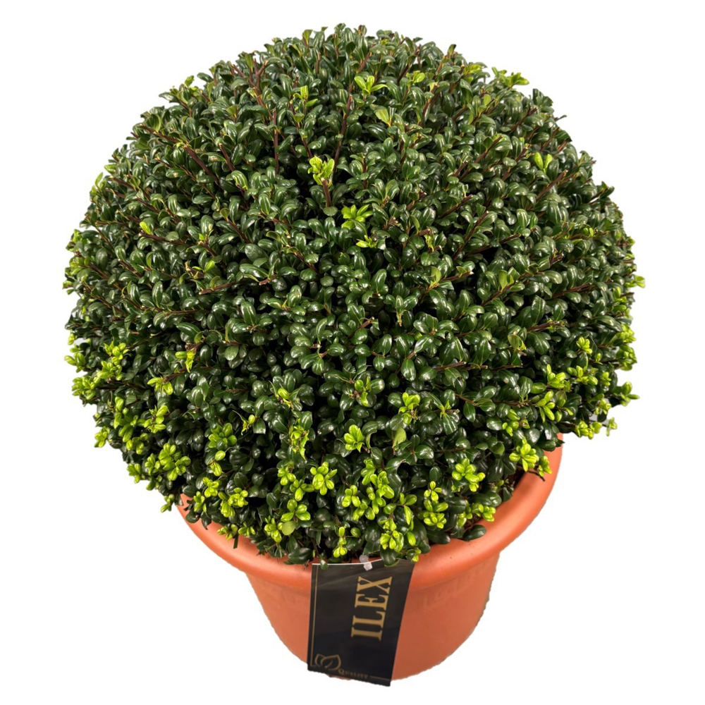 Ilex crenata 'Convexa' Bol p28 (th) 40-+ ©.