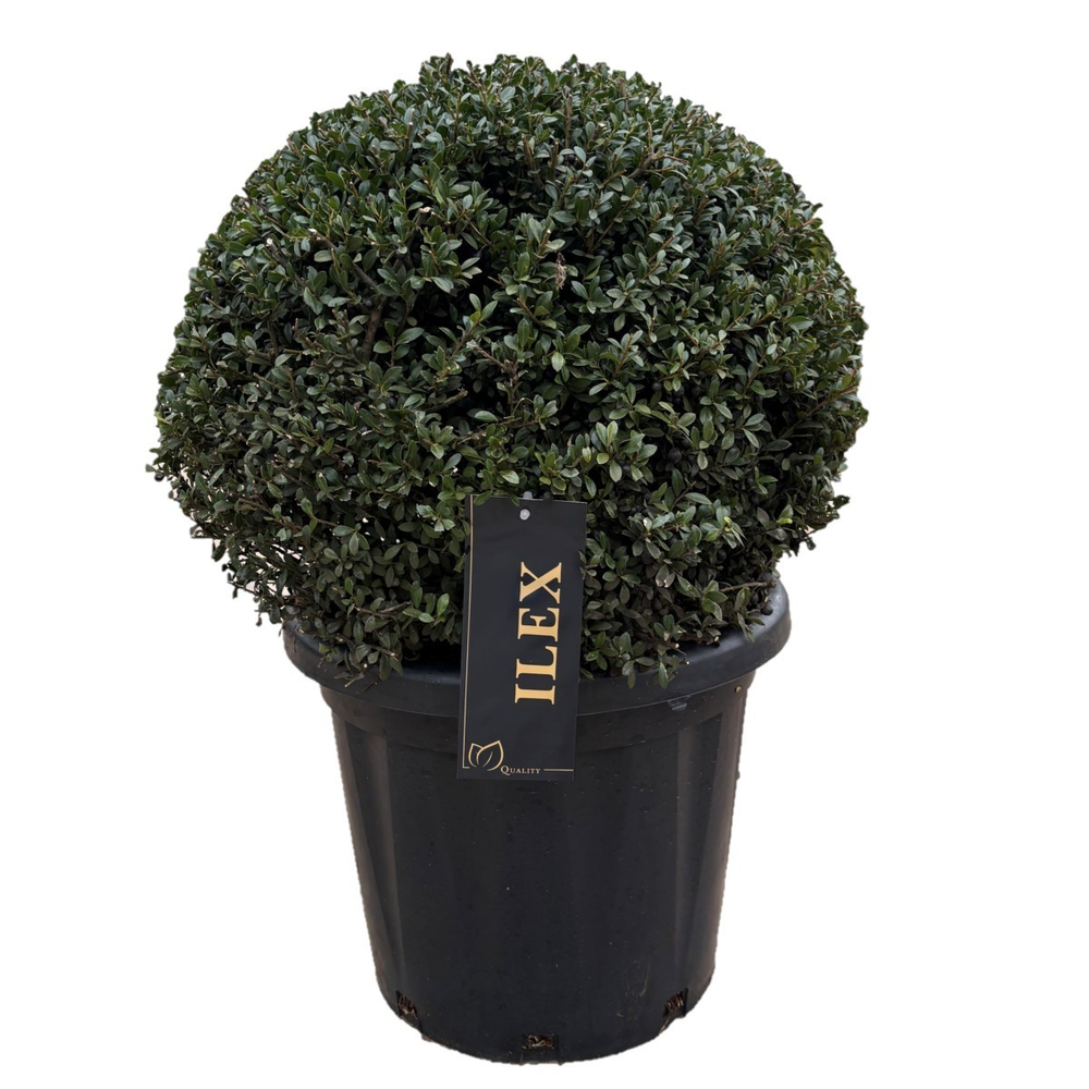 Ilex crenata 'Stokes Bol p33 (th) 50-55 ©.