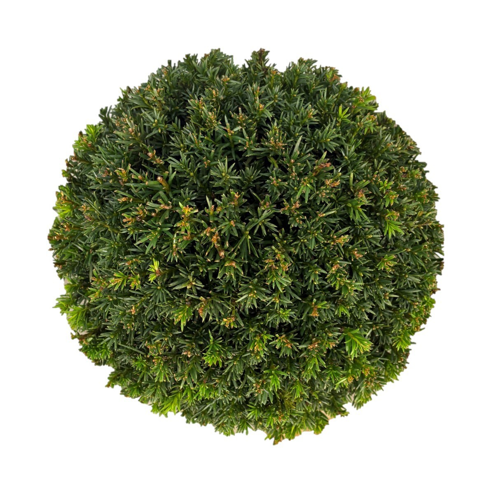 Taxus media 'Groenland' Bol p20 (th) 25-30 ©.