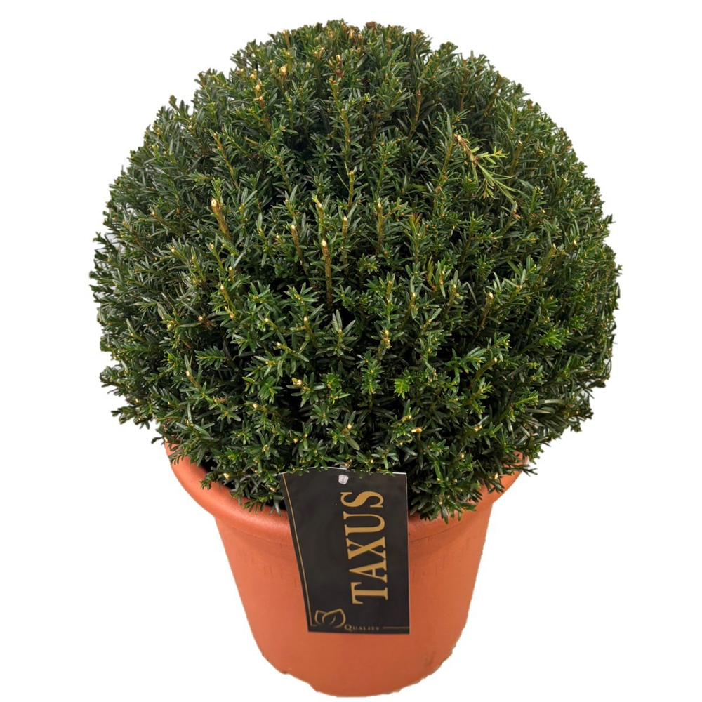 Taxus media 'Groenland' Bol p24 (th) 30-35 ©.