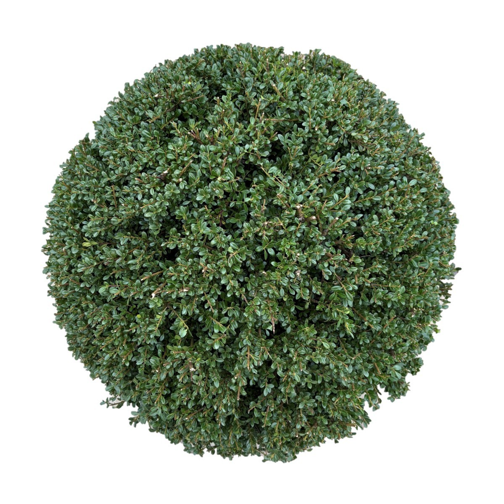 Ilex crenata 'Glory Gem Bol p42 (th) 60-65 ©.