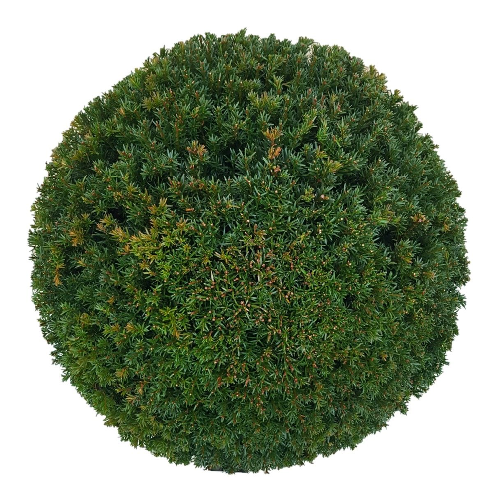 Taxus baccata Bol p65 (z) 75-80 ©.
