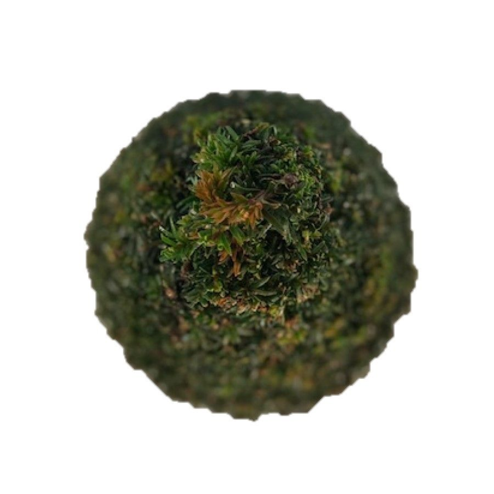 Taxus baccata Pyramiden p20 (th) 50-+ ©.