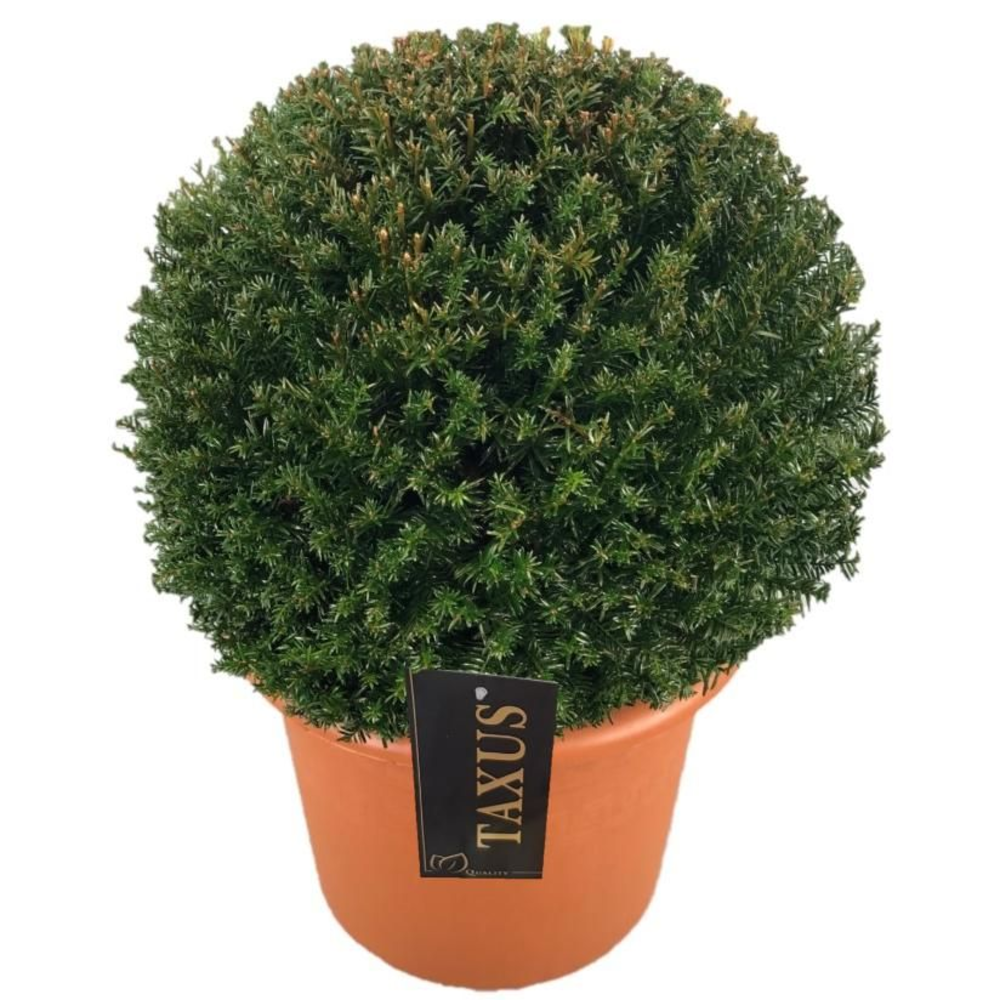 Taxus baccata Bol p30 (t) 45-50 ©.