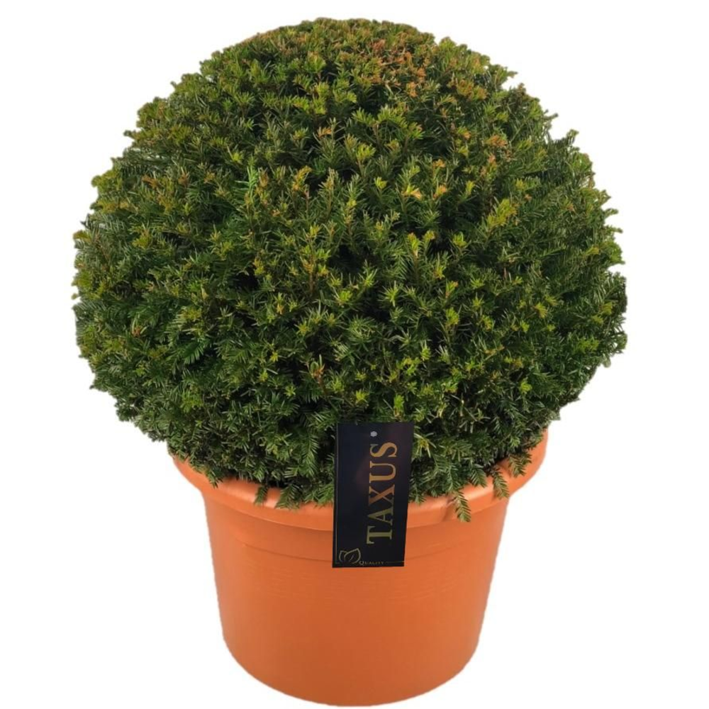 Taxus baccata Bol p42 (t) 65-70 ©.