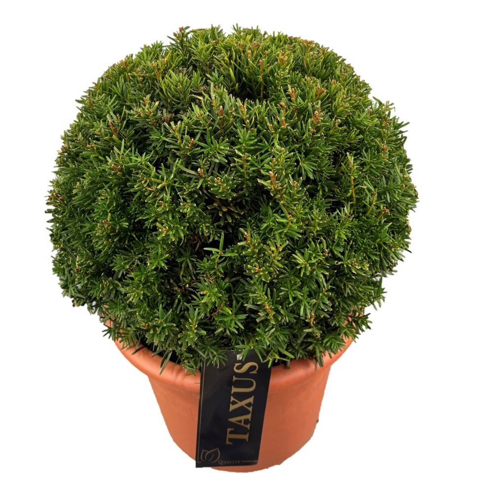 Taxus media 'Groenland' Bol p30 (th) 45-50 ©.