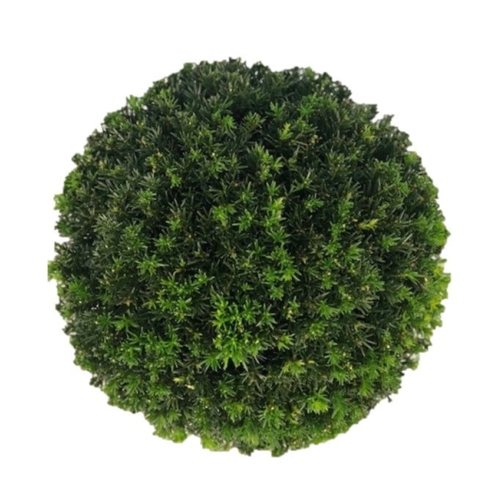 Taxus media 'Groenland' Bol p28 (th) 40-45 ©.