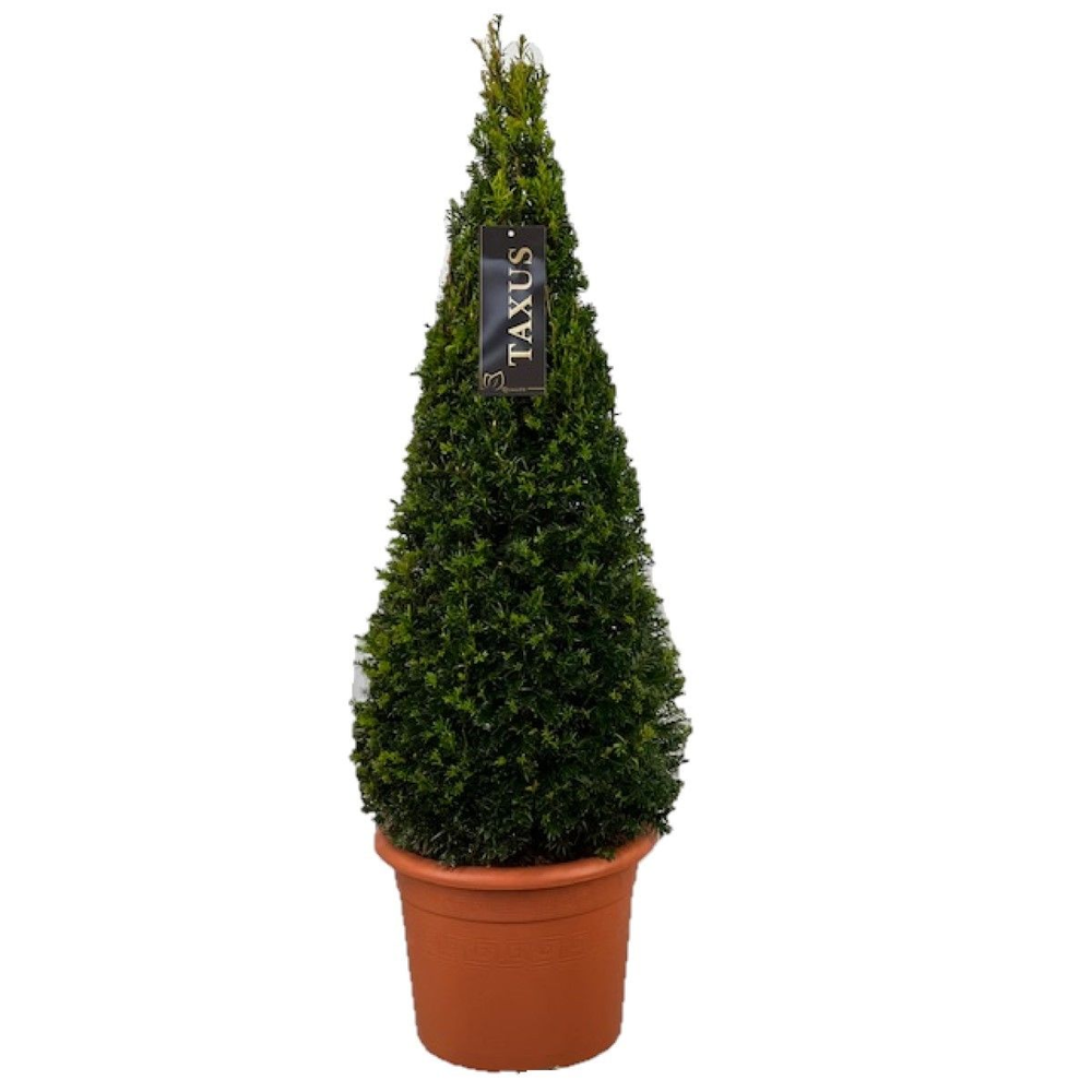 Taxus baccata Pyramiden p26 (th) 80-+ ©.