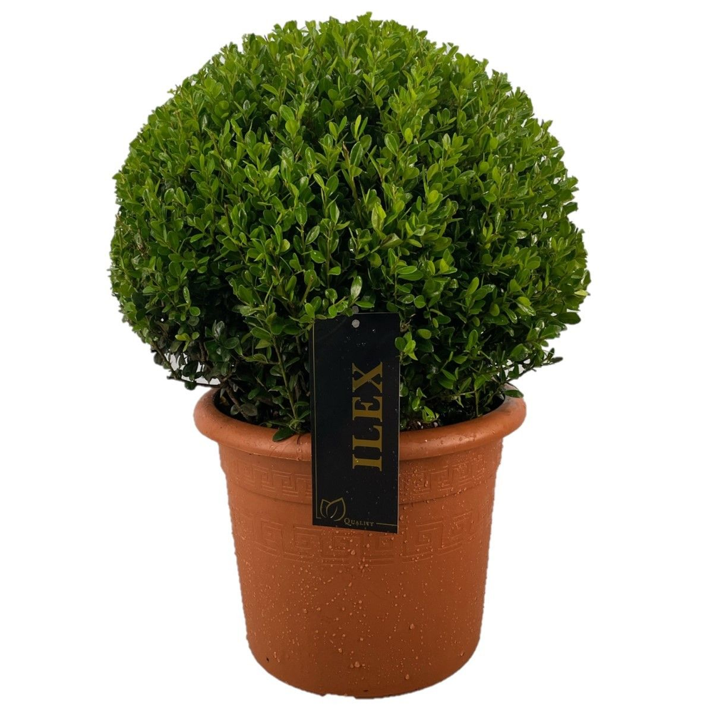 Ilex crenata 'Caroline Upright' Bol p28 (th) 40-45.