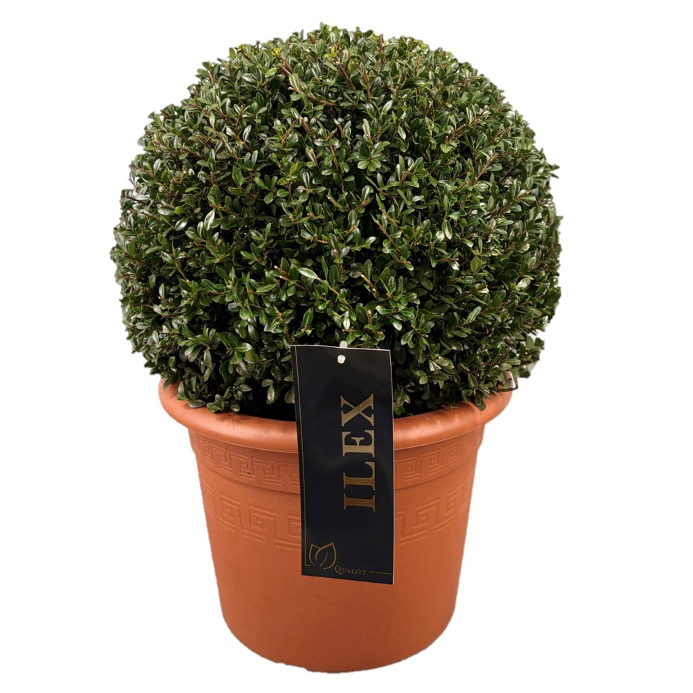 Ilex crenata 'Stokes Bol p28 (th) 40-+ ©.