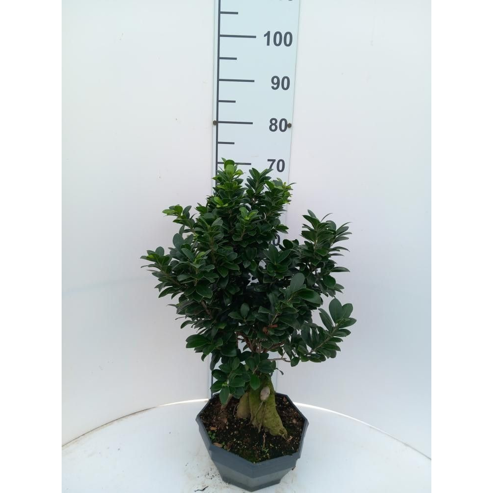 Ficus microcarpa Ginseng P26 Bowl.