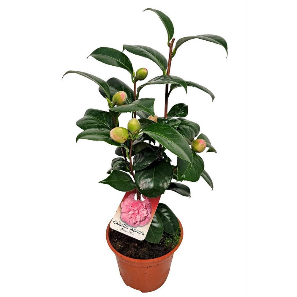 Camellia Japonica Preston Rose.