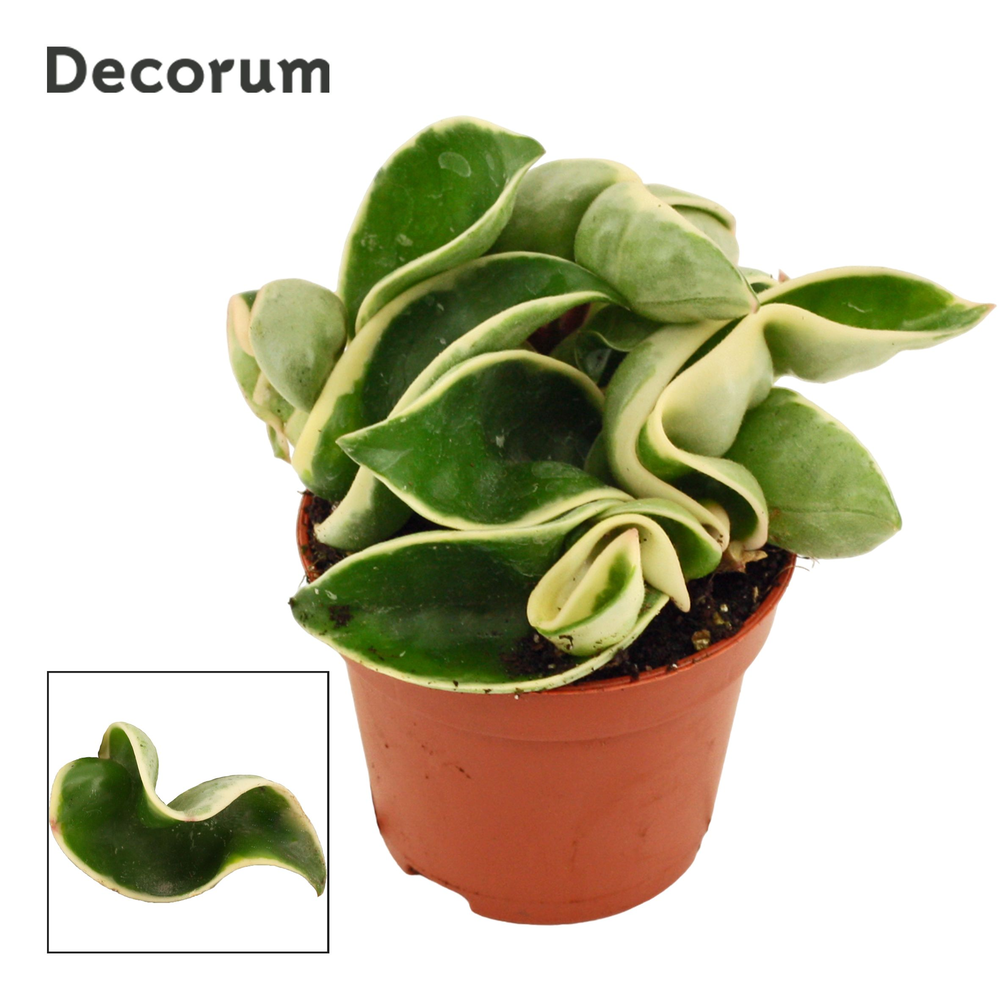 Hoya Carnosa 9 cm Compacta Variegata (Decorum).