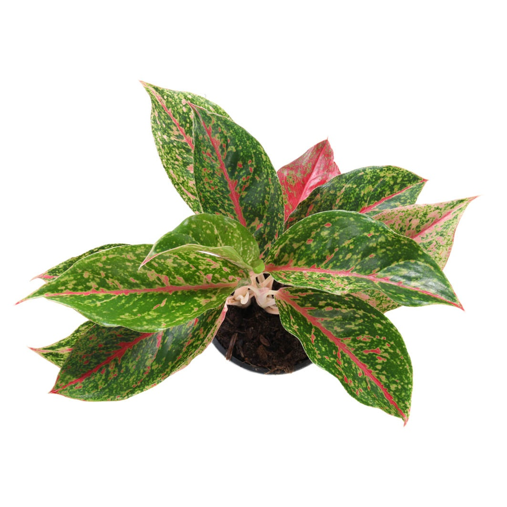 Aglaonema Night Sparkle.