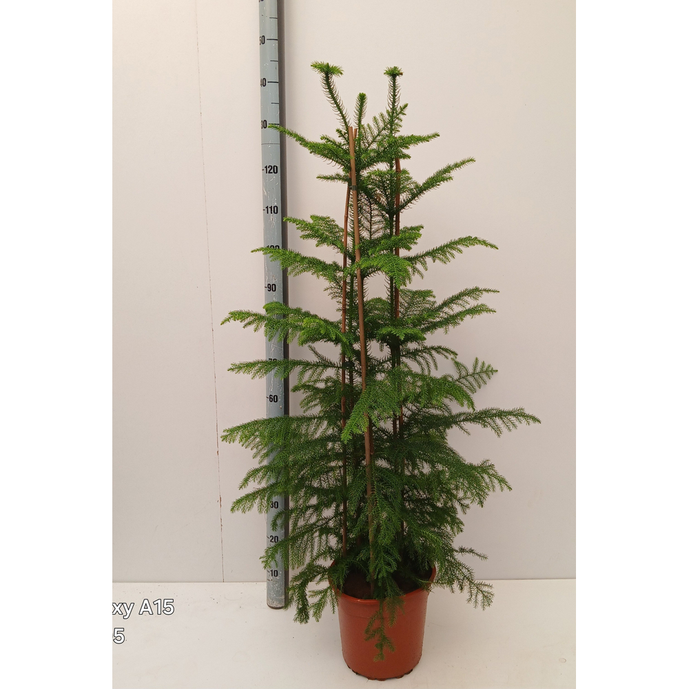 Araucaria hetrophylla.