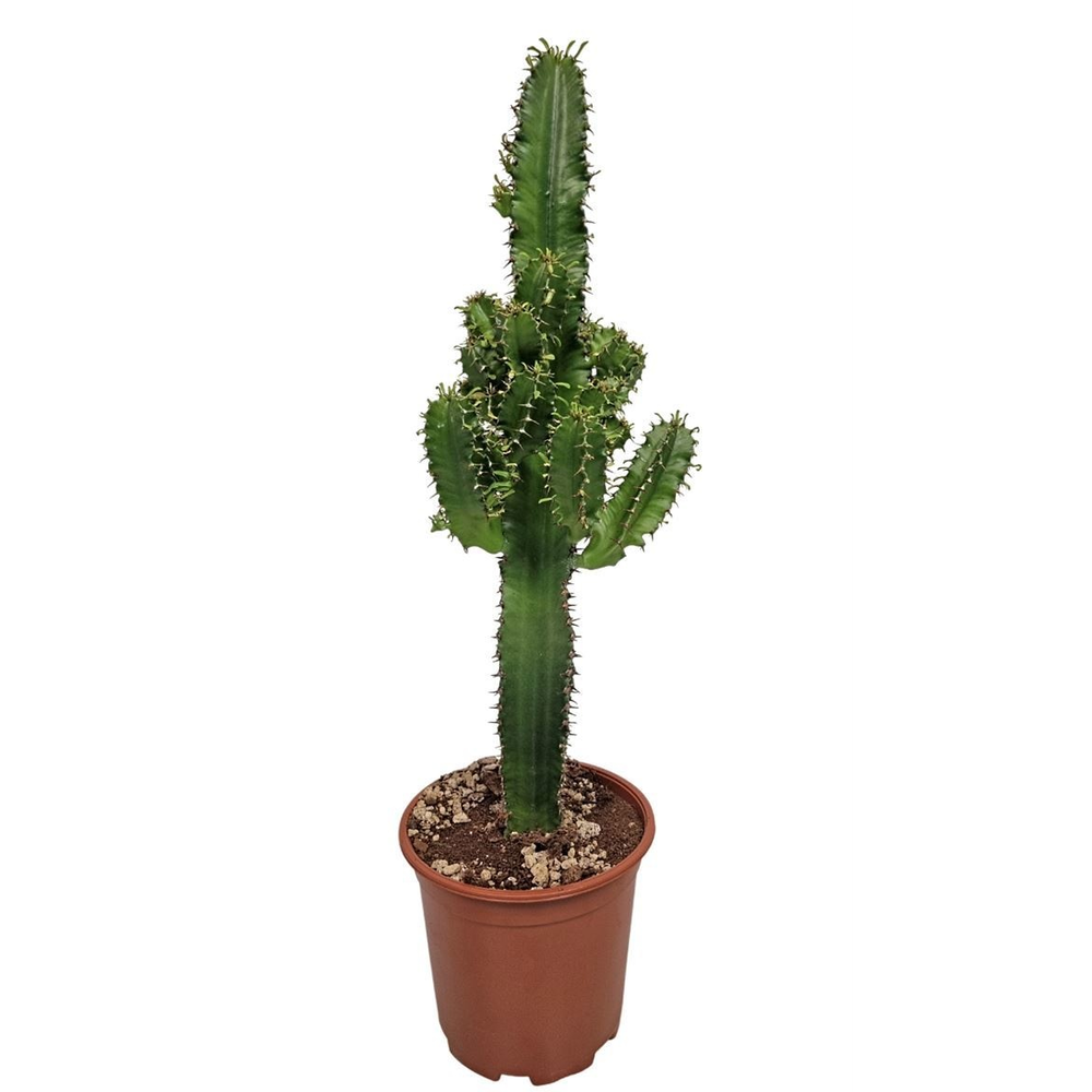 Euphorbia Eritrea (no Globalg.a.p. Lot).