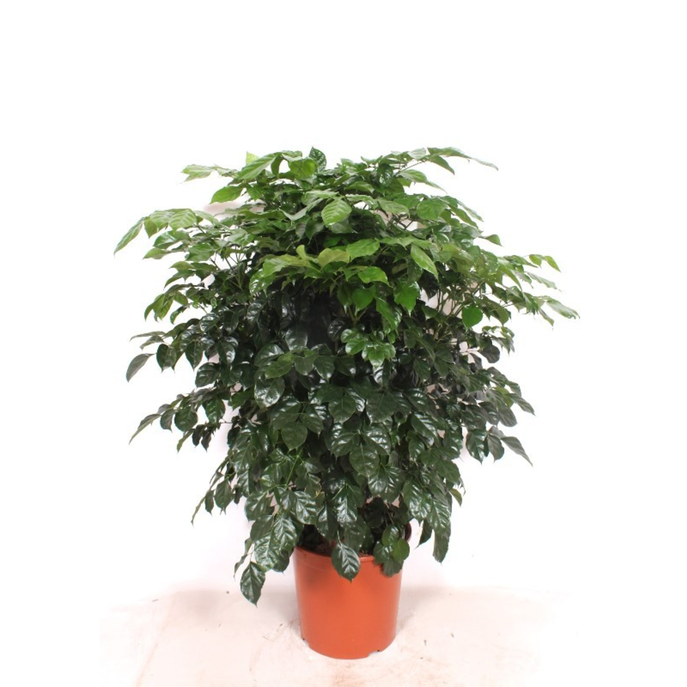 Radermachera hainanensis.