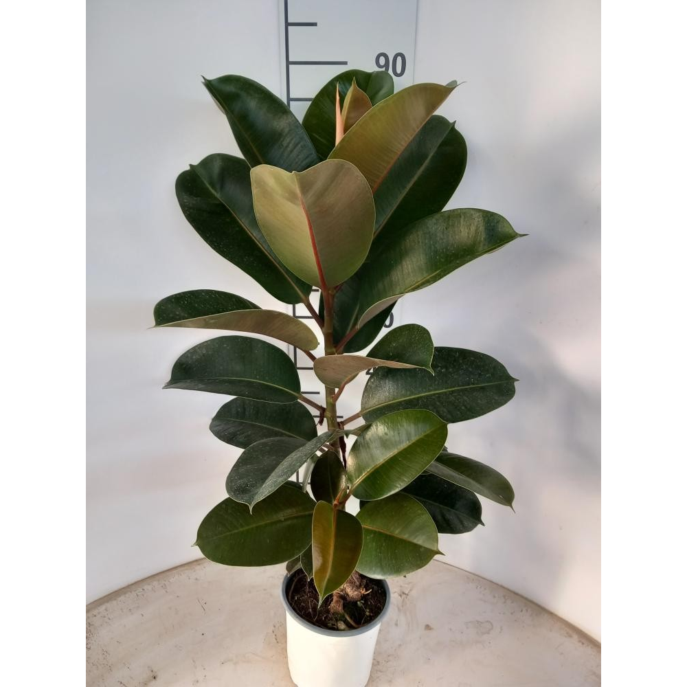 Ficus Robusta Spray P17.