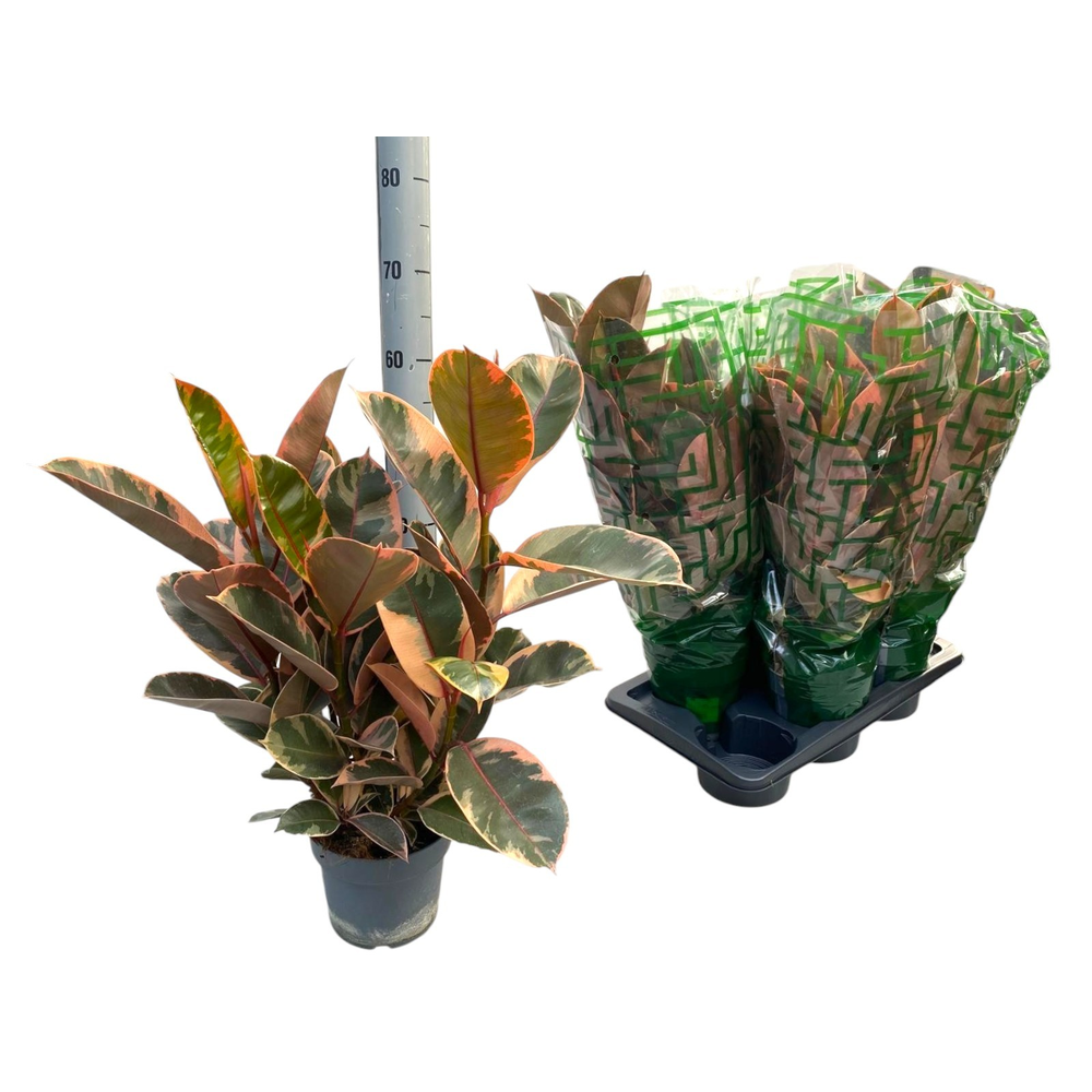 Ficus Belize Spray P17.