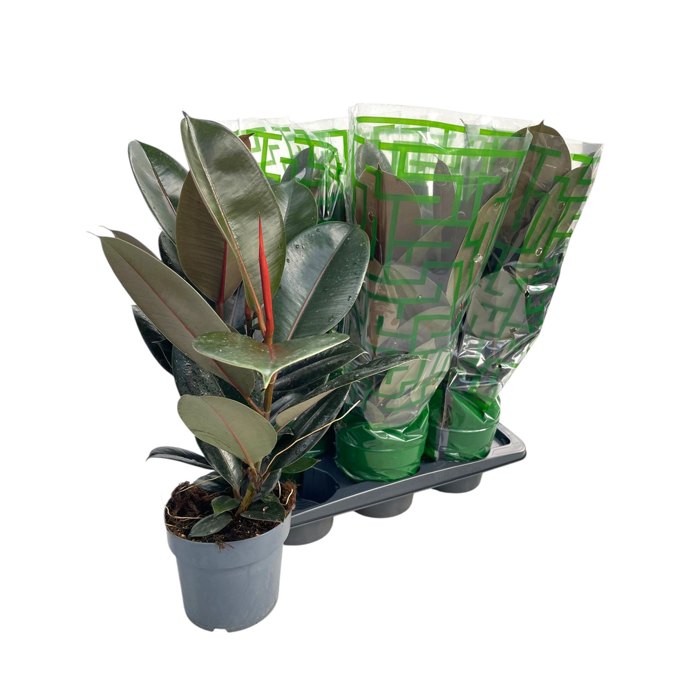 Ficus elastica Abidjan Branch P17.