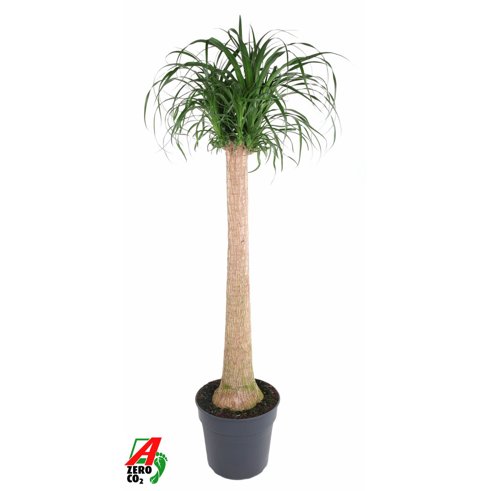 Beaucarnea stam P34 - 3ft.